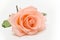 Single beauty orange rose flower blossom bud on white background
