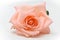 Single beauty orange rose flower blossom bud on white background