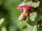 Single bee collect pollen from Lamium purpureum