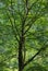 Single beech tree foliage with green leafs in the summer