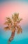 Single bending palm tree on gradient toned teal blue coral pink background. Funky surrealistic. Pastel Colors. Beach vacation