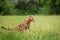 A single bengal cat in natural surroundings