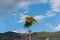 A single betel nut palm tree mountains landscape