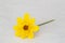 Single bidens ferulifolia flower