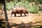 Single big adult brown rhinoceros without horn walking by dry ground in open aviary