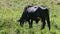 Single big black domestic milk cow eating fresh grass at summer green field