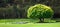 Single Big green Tree outstanding on bridge and mountain