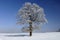 Single big old deciduous tree in meadow at cold winter