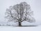 Single big old deciduous tree in meadow at cold winter