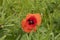 Single big red poppy flower opened in fresh green background. Grass and meadow. Wildflower.