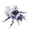 Single big wild bumblebee. Hand drawn sketch with ballpoint pen on paper texture. Isolated on white. Bitmap