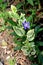 Single Bigleaf periwinkle or Vinca major evergreen perennial flowering plant with glossy green leathery leaves and violet purple