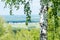 Single birch closeup over small ecological settlement blurred ba