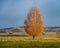 Single Birch Tree with Golden Foliage on a Meadow Background