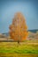 Single Birch Tree with Golden Foliage on a Meadow Background
