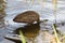 A single bird ducking underwater