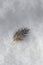 Single Bird Feather Lying on the Snow.