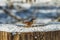 Single bird nuthatch with food in its beak