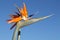 Single Bird of Paradise Flower Against a Blue Sky