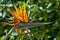 Single bird of paradise flower, Strelitzia.