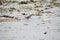 single bird pipit meadows in profile color on the beach in the morning in summer on white background