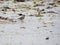 single bird pipit meadows in profile color on the beach and on the sand