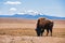 Single Bison eating grass on the field, with snowy mountain as b