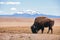 Single Bison eating grass on the field, with snowy mountain as b