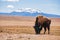 Single Bison eating grass on the field, with snowy mountain as b