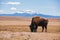 Single Bison eating grass on the field, with snowy mountain as b