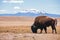 Single Bison eating grass on the field, with snowy mountain as b