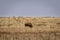 Single Bison Eating Grass on Prairie
