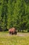 Single Bison Grazing in Yellowstone National Park Vertical Orientation