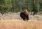 Single bison in a meadow