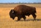 Single Bison on the pasture