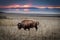 Single Bison Standing Against A Sunset