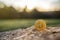 Single Bitcoin coin on a rock outdoor with natural sunset background