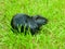 A single black beaver sitting on the green grass.