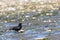 single black bird roaming around a beach