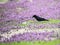 A single black Crow feeds in purple wildflowers.