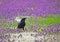 A single black Crow feeds in purple wildflowers.