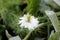 Single Black cumin or Nigella sativa annual flowering plant with unusual open blooming delicate white flower surrounded with