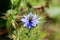 Single Black cumin or Nigella sativa flowering plant with unusual blue flower surrounded with pointy light green needles and