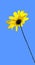 Single black-eyed susan or rudbeckia against blue sky