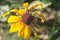 Single Black-Eyed Susan Rudbeckia Hirta yellow flower with blurred background. Blooming fade, autumn flower bed, selective focus