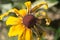 Single Black-Eyed Susan Rudbeckia Hirta yellow flower with blurred background. Blooming fade, autumn flower bed, selective focus