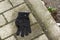 Single black glove abandoned along a sidewalk
