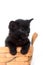 Single black kitten in a basket
