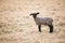 Single black lamb on pasture