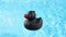 A single Black Rubber Duck is swimming